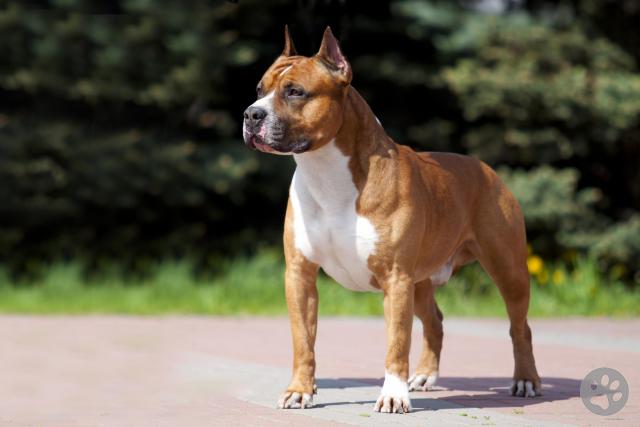 American staffordshire sales terrier pedigree